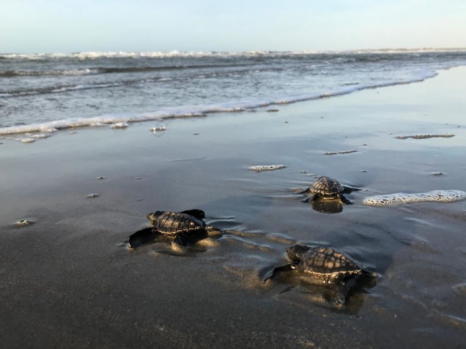 Filhotes de tartaruga-oliva rumo ao mar